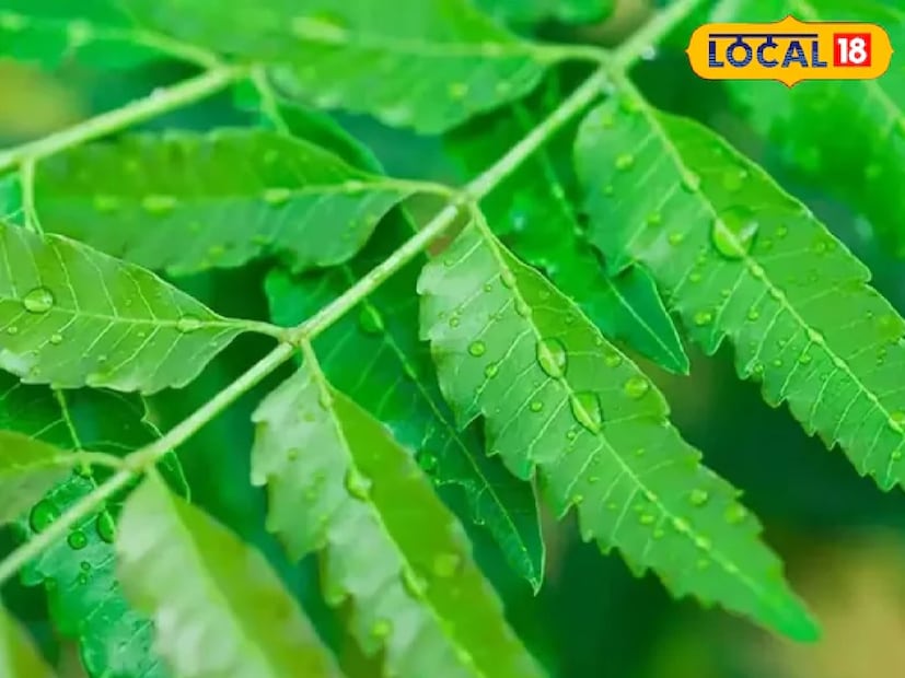 গমে ছোট ছোট পোকার উপদ্রবের সমস্যা থেকে মুক্তি পেতে নিম পাতা ব্যবহার করতে পারেন। নিম পাতা প্রাকৃতিক কীটনাশক হিসেবে কাজ করে। এমন পরিস্থিতিতে আপনি যদি গমকে দীর্ঘ সময়ের জন্য সংরক্ষণ করতে চান তবে যে পাত্রে গম রাখেন, তাতে আপনি এতে নিম পাতা যোগ করতে পারেন।