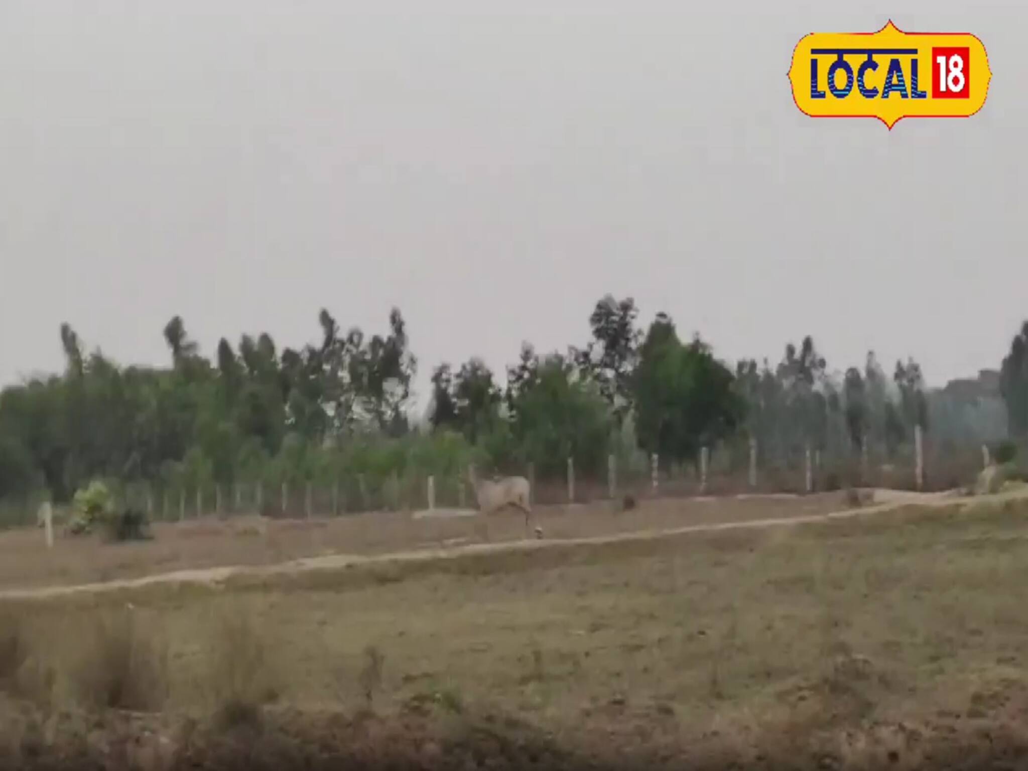 বিদঘুটে ঘোড়ার মত চেহারা, দাপিয়ে বেড়াচ্ছে বাঁকুড়া! এলাকার জুড়ে এখন শুধুই কৌতূহল