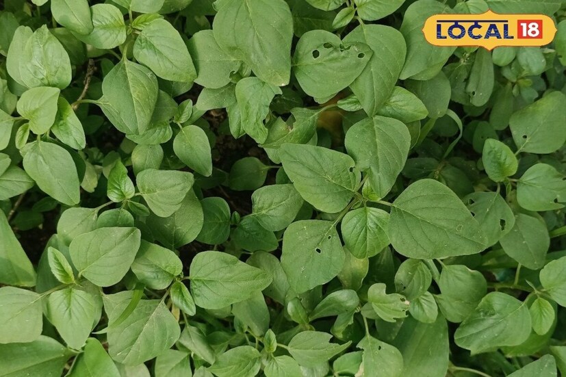 সঠিক নিয়মে ব্যবহার করলে হাতে হাতে ফল পাওয়া যেতে পারে বলেই জানাচ্ছেন অভিজ্ঞ চিকিৎসক। গ্রামের গঞ্জে রাস্তার পার্শ্ববর্তীতে অনাদরে বহু গাছ গাছড়া জন্মায় যাদের অধিকাংশ আগাছা বলেই মনে করেন অনেকে।