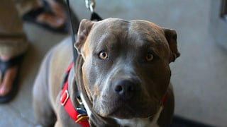 পিটবুল (প্রতীকী ছবি)