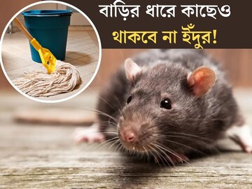 ঘর মোছার জলে ফেলে দিন এক টুকরো...বাড়ির ছায়াও মাড়াবে না ইঁদুর!
