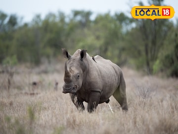 Rhino Census: ক্যামেরাতেই কাজ শেষ নয়, গণ্ডার গণনায় ব্যাপক কাঠখড় পোড়াতে হয় বনকর্মীদের! ডুয়ার্সে গণনা শুরু হতেই জানা গেল সেই পদ্ধতি Rhino Census: ক্যামেরাতেই কাজ শেষ নয়, গণ্ডার গণনায় ব্যাপক কাঠখড় পোড়াতে হয় বনকর্মীদের! ডুয়ার্সে গণনা শুরু হতেই জানা গেল সেই পদ্ধতি