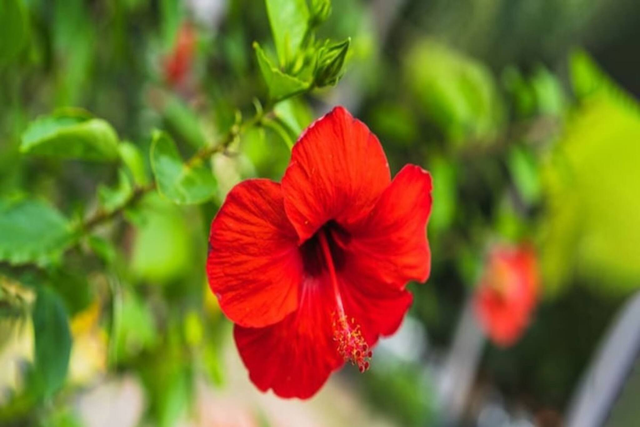 জবা ফুল দিয়ে শুক্রবার শুক্রবার করুন 'ছোট্ট' কাজ, বড়লোক হওয়া কেউ ঠেকাতে পারবে না...!