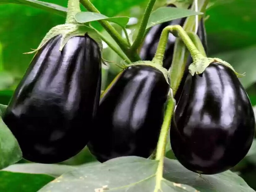 তাই এবার চাইলে বাজার থেকে কেনার পরিবর্তে, আপনি সহজেই বাড়িতে টবে বেগুন চাষ করতে পারেন। শুধু জানতে হবে সঠিক পদ্ধতি। কঠোর পরিশ্রমের মাধ্যমে বাড়িতে সহজেই রাসায়নিকমুক্ত অরগ্যানিক বেগুন চাষ করা যেতে পারে।