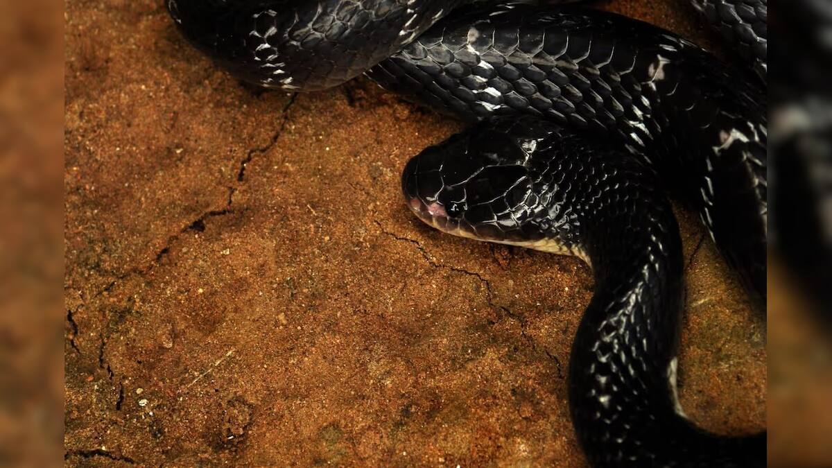 Knowledgeable Snake Snake Facts: কার্বলিক অ্যাসিড ছাড়ুন...! রান্নাঘরের এই 'মশলা' থাকলেই ...
