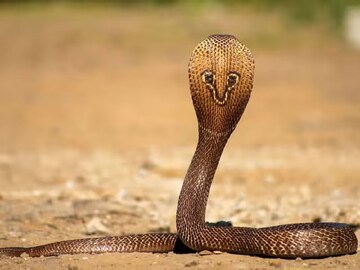 Snake: জ্যান্ত সাপ হাতে নিয়ে হাসপাতালে সাপে কাটা রোগী! হুলুস্থূলু কাণ্ড, চিকিত্সার কাজে কি সত্যিই প্রয়োজন কামড় দেওয়া সাপ? কী বলছেন চিকিত্সকরা Snake: জ্যান্ত সাপ হাতে নিয়ে হাসপাতালে সাপে কাটা রোগী! হুলুস্থূলু কাণ্ড, চিকিত্সার কাজে কি সত্যিই প্রয়োজন কামড় দেওয়া সাপ? কী বলছেন চিকিত্সকরা