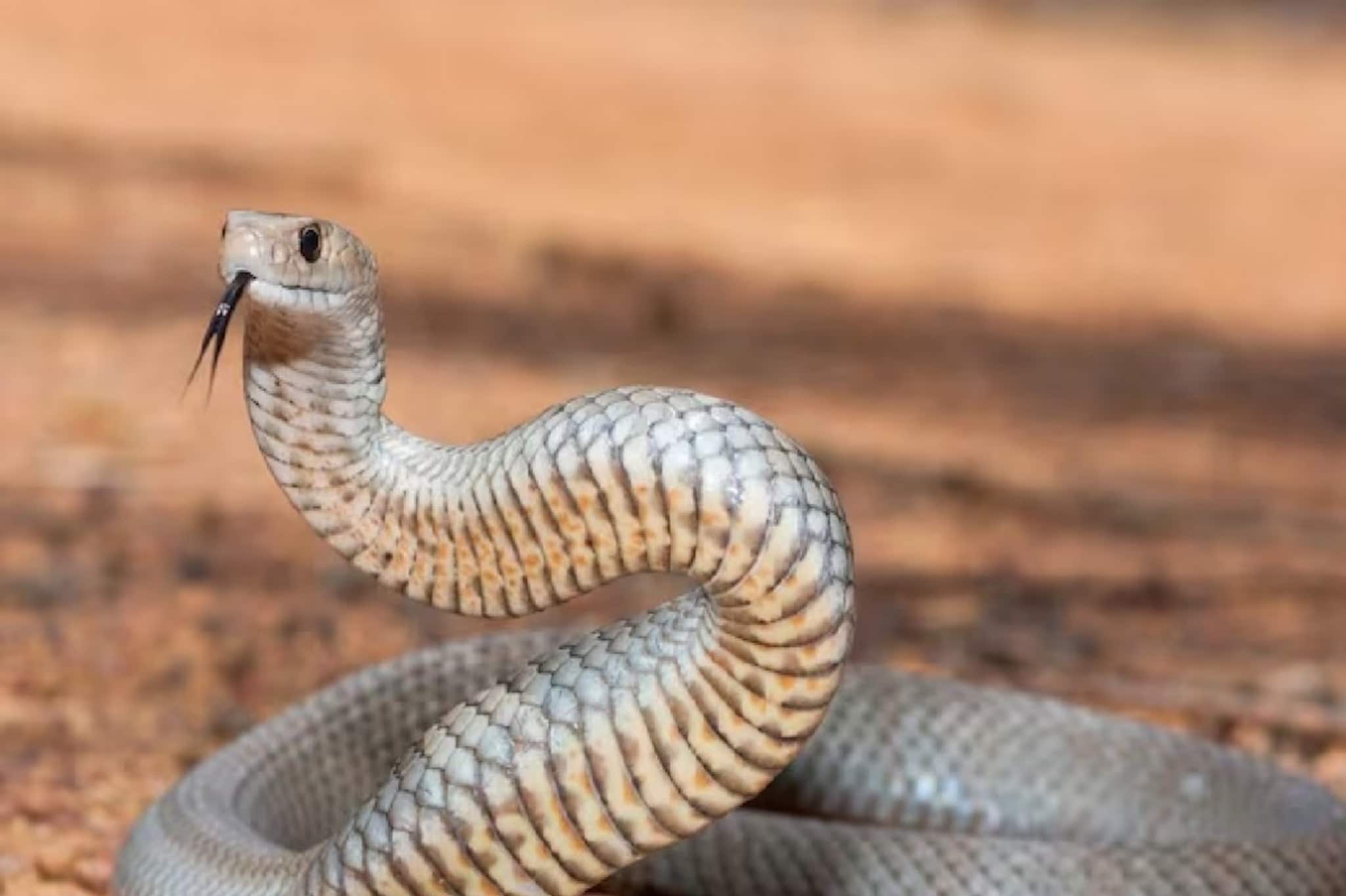 সাপ ঘরে ঢুকলে ভয় পাবেন না! রান্নাঘরে গিয়ে করুন 'ছোট্ট' এই কাজ...সাপ লেজ তুলে পালাবে!