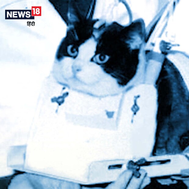 বিড়াল: ১৯৬৩ সালের ১৮ অক্টোবর ফ্রান্স প্রথম বিড়ালকে মহাকাশে পাঠায়। বিড়ালটির নাম ছিল ফেলিসেট। সে সফলভাবে মহাকাশ ভ্রমণ করে ফিরে আসে। এই মিশনের বিজ্ঞানীরা মহাকাশ ভ্রমণের মস্তিষ্কের উপর প্রভাব সম্পর্কে গুরুত্বপূর্ণ তথ্য সংগ্রহ করতে পান।