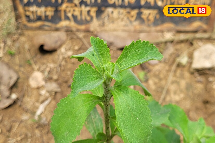 এই ভেষজ উদ্ভিদ স্টেভিয়া শরীরে শর্করার মাত্রা ঠিক রাখতে অত্যন্ত গুরুত্বপূর্ণ।বিশেষজ্ঞরা মনে করেন, স্টেভিয়া গাছ উচ্চ রক্তচাপ কমানো এবং চর্মরোগে ছত্রাকনাশক হিসাবে কাজ করে। এই গাছের পাতা অত্যন্ত মিষ্টি স্বাদের। তাই চায়ে চিনির পরিবর্তে কিংবা অন্যান্য কেমিক্যাল-এর পরিবর্তে এই পাতা দিয়ে খাওয়া যেতে পারে।