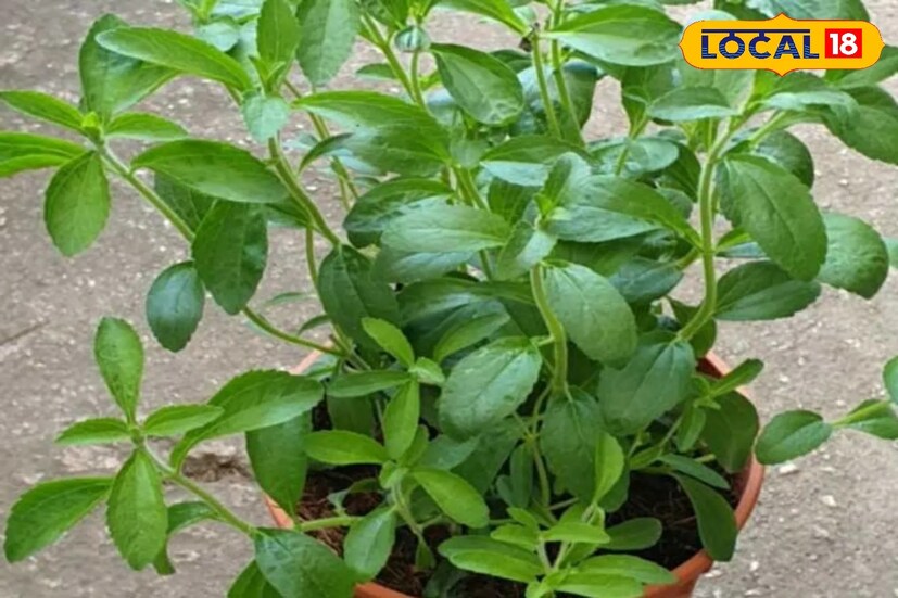 অনেকের মনে প্রশ্ন জাগতেই পারি কি এই গাছ? তাহলে জেনে রাখুন তুলসী গাছের মতো দেখতে এই গাছের নাম স্টেভিয়া অনেকে আবার চিনি গাছ নামেও চেনে