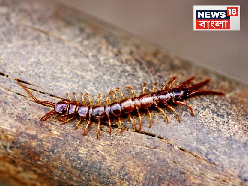 দাবিত্যাগ: রাশিচক্র, ধর্ম ও শাস্ত্রের ভিত্তিতে জ্যোতিষী ও আচার্যদের সঙ্গে কথা বলে এই সংবাদে দেওয়া তথ্য লেখা হয়েছে। কোনও ঘটনা, দুর্ঘটনা বা লাভ-ক্ষতি নিছকই কাকতালীয়। জ্যোতিষীদের কাছ থেকে তথ্য নিয়ে সবার স্বার্থে লেখা হয়েছে। নিউজ-18 এই সমস্ত তথ্যের সত্যতা নিশ্চিত করে না।