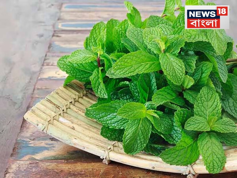 এটি খুব অল্প সময়ের মধ্যে উচ্চ ফলন দেয়, যেকোনও মাটিতে এমনকি কম জায়গায়ও এর গাছকে সুন্দর এবং ঘন করে তোলে। এতে অ্যান্টিসেপটিক, অ্যান্টিব্যাকটেরিয়াল এবং অ্যান্টিঅক্সিডেন্ট বৈশিষ্ট্য পাওয়া যায়। যেগুলো আয়ুর্বেদিক চিকিৎসায় ব্যবহৃত হয়, যেখান থেকে অনেক ধরণের ওষুধ তৈরি করা হয়।