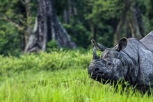 সঙ্গিনী ‘দখল’ নিয়ে দুর্ধর্ষ লড়াই দুই গন্ডারের! তুলকালাম কাণ্ড...আতঙ্কে বাসিন্দারা, সতর্ক