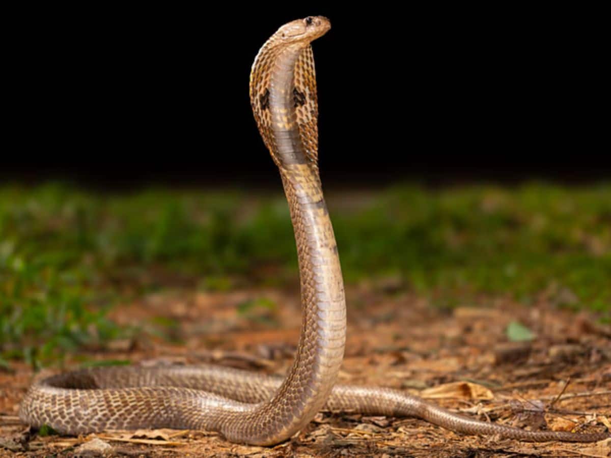 Snake Facts: কেউটে-কোবরা-গোখরো কী নেই! ভারতের 'এই' রাজ্যে আছে সবচেয়ে বেশি সাপ...মানুষ আর সাপ পাশাপাশি বাস করে | পাঁচমিশালি - News18 বাংলা