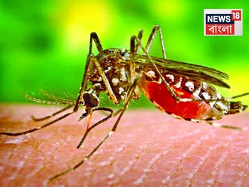 রক্ত না খেয়ে মশারা কত দিন বাঁচে? যে এই প্রশ্নের উত্তর দিতে পারবে...সে জিনিয়াস!