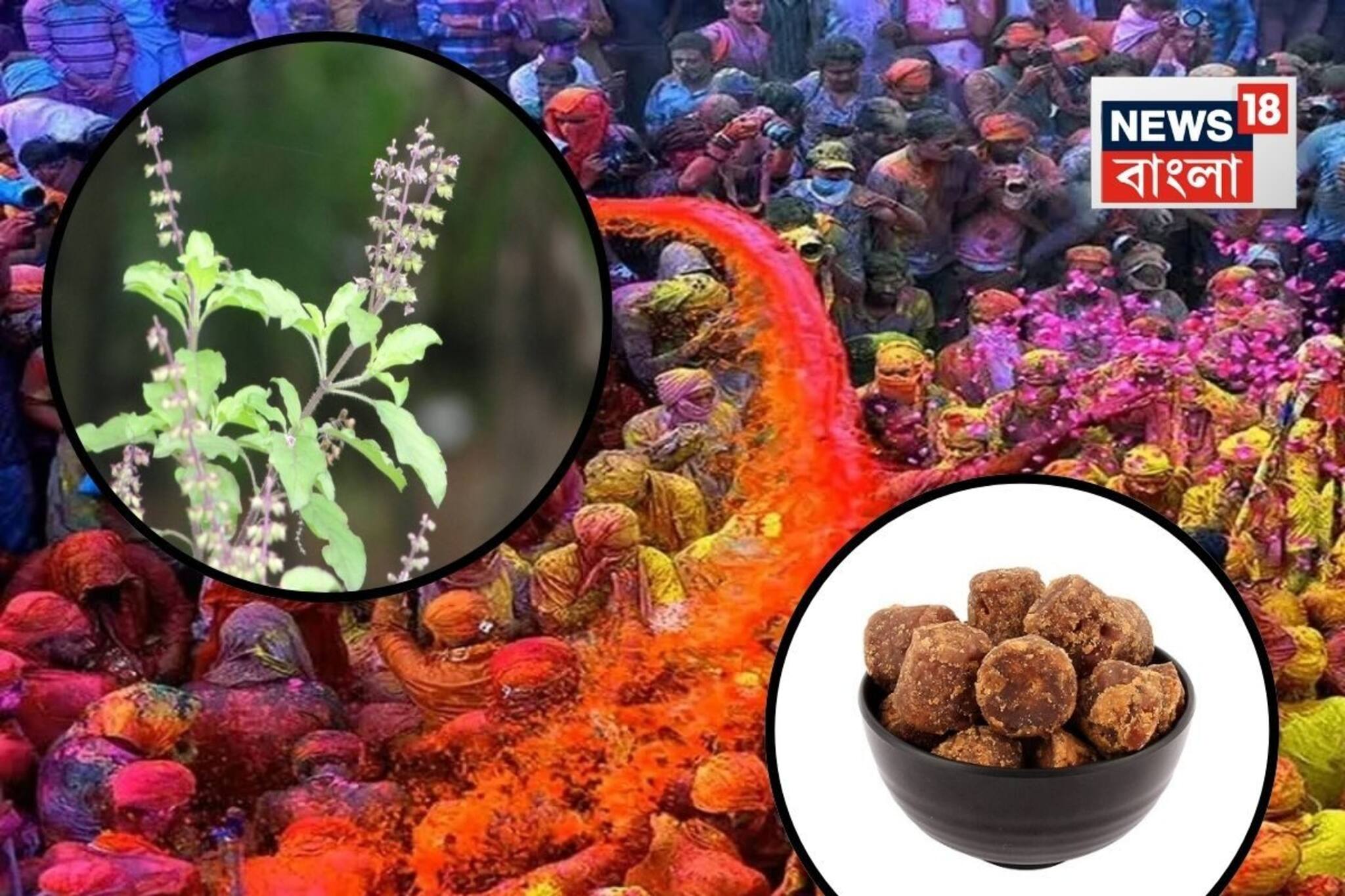 সামান্য গুড় আর জল...দোলের দিন তুলসীর এই প্রতিকারে ছুঁতে পারবে না অভাব, জীবনে শান্তি আসবে