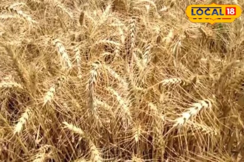 শস্যের সঠিক সংরক্ষণ সম্পর্কে ডঃ কুশওয়াহা বলেন যে গম সংরক্ষণের সময়, ছোট কাপড়ের প্যাকেটে চুন মিশিয়ে গমের সঙ্গে মিশিয়ে দিন।