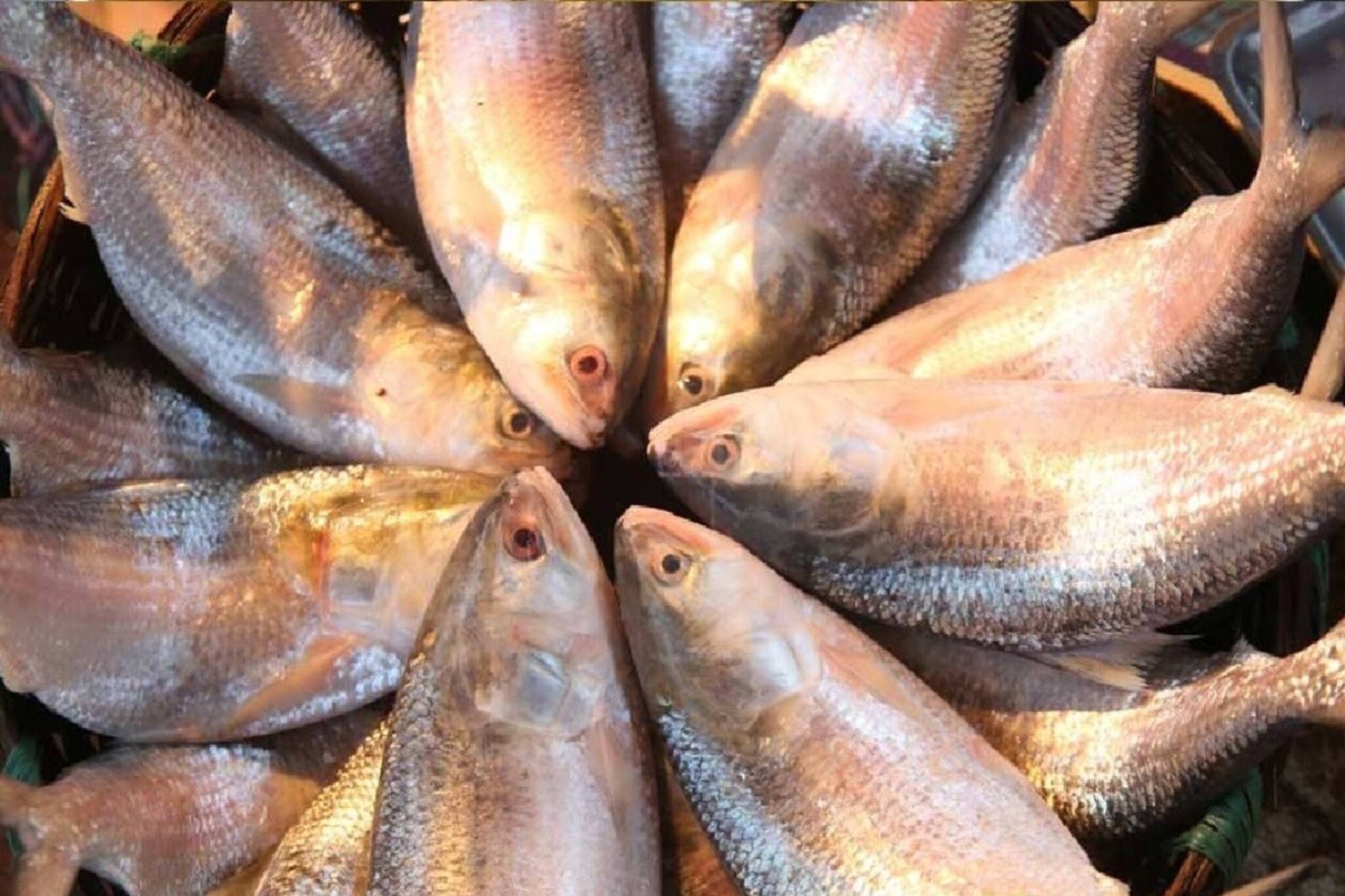 যতই প্রিয় হোক ভুলেও খাবেন না ইলিশের এই অংশ... একবার বিপদ হলে কেলেঙ্কারির আর শেষ থাকবে না