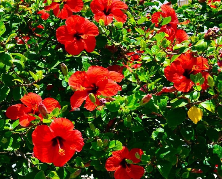 আপনার জবা গাছ যদি এখনও ফুল না দিয়ে শুধু পাতা দিচ্ছে, তাহলে প্রতি ১৫ দিন অন্তর ভার্মিকম্পোস্ট দেওয়া শুরু করুন। খুব শীঘ্রই চারদিক রঙিন ফুলে ভরে উঠবে – এমনকি পাশের বাড়ির লোকেরাও প্রশংসা না করে পারবে না!