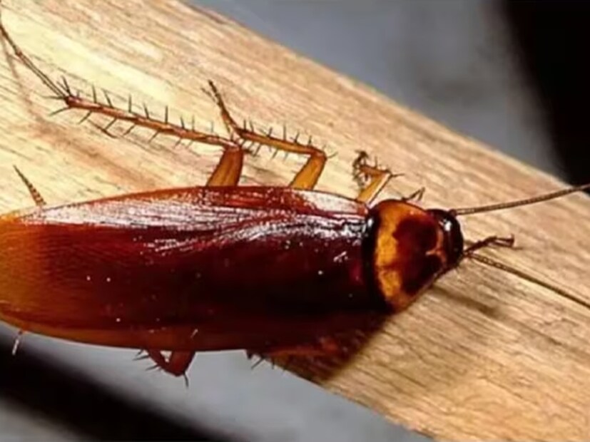 আরশোলারা সাধারণত অন্ধকার, ভিজে-স্যাঁতস্যাঁতে এবং উষ্ণ জায়গায় বসবাস করতে পারে। সেখানেই সহজে রসদ খুঁজে পায় তারা। বাড়িতে সিলিন্ডারের নীচে, বেসিনের তলায় এবং ফ্রিজের পিছনে আরশোলা বেশি দেখা যায়। সেই কারণে এই সমস্ত জায়গাতেই আরশোলা মারার জন্য কীটনাশক স্প্রে করতে হবে। তবে কোনও পরিস্থিতিতেই আরশোলাদের স্পর্শ করা উচিত নয়। কিংবা তাতে পা দেওয়া ঠিক নয়। তাহলে সংক্রমণের আশঙ্কা বেড়ে যাবে। তাই আরশোলার উপদ্রব কমানোর জন্য বাড়ি এবং তার আশপাশের এলাকা নিয়মিত পরিষ্কার করতে হবে। রাসায়নিক কীটনাশকের তুলনায় কয়েক ধরনের প্রাকৃতিক রিপেলেন্ট ব্যবহার করা উচিত। Representative Image