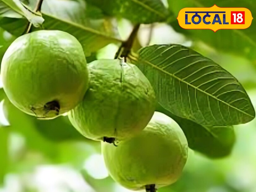 পেয়ারার অনেক জাত আছে যেমন লখনউ ৪৯ এবং এলাহাবাদ সফেদা। কিন্তু তাইওয়ানের গোলাপি পেয়ারা সবচেয়ে ভাল। এর চাষ কৃষকদের ২-৩ বছরে লক্ষ লক্ষ টাকা আয়ের সুযোগ করে দেয়।