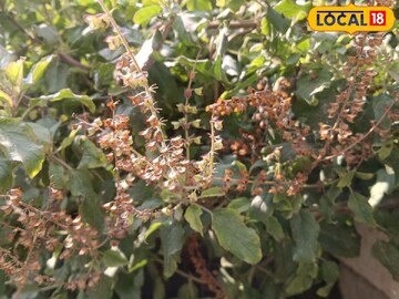 বাড়িতে তুলসীর সঙ্গে রাখুন এই একটি জিনিস, অভাব আপনাকে ছুঁতে পারবে না! জানাচ্ছেন জ্যোতিষী