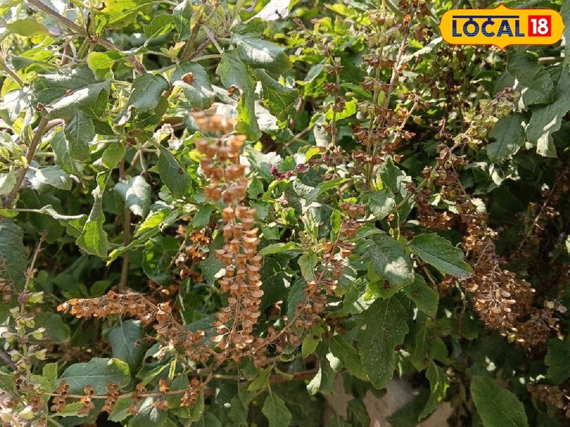 *বিশ্বাস অনুযায়ী, তুলসীর অনেক উপকারিতা নির্ভর করে শালিগ্রামের উপর। পণ্ডিত অজয় বলেছেন, তুলসীর কাছে শালিগ্রাম রাখলে দেবী লক্ষ্মী বাড়িতে আসেন। এতে আর্থিক প্রতিবন্ধকতা দূর হয় এবং অগ্রগতির সম্ভাবনা তৈরি হয়।