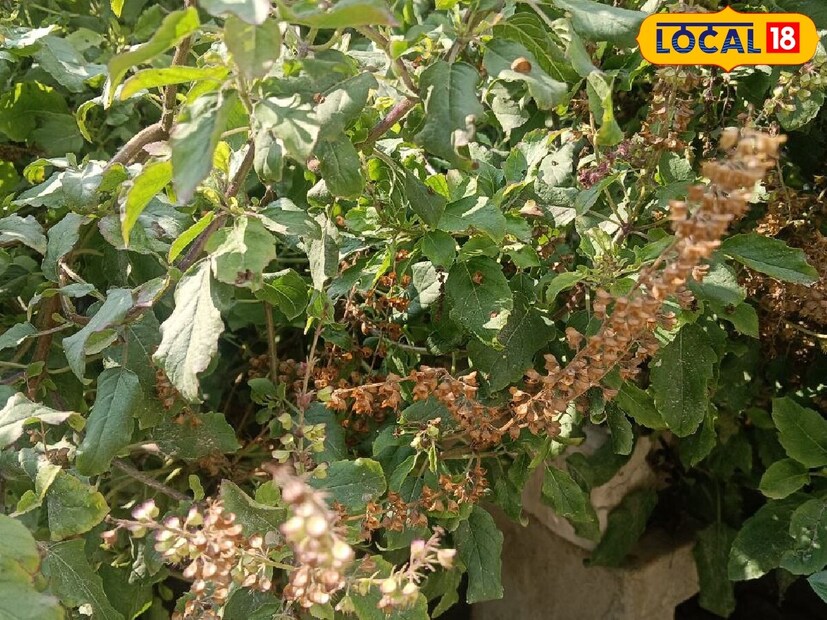 *তুলসী পূজনীয়, এটি দেবী লক্ষ্মীর বাসস্থান। এ ছাড়া গণেশকে তুলসী নিবেদন করলে ভাগ্য খুলে যায়। দুধে মঞ্জরী মিশিয়ে ভগবান শিবকে অভিষেক করুন।