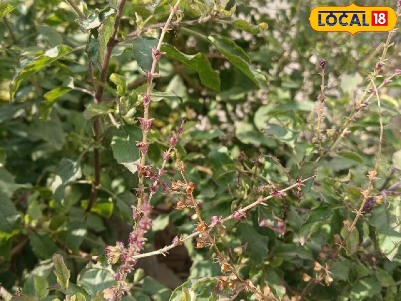 *তুলসী এবং শালিগ্রামের পবিত্র সহাবস্থান বাড়ি সমৃদ্ধি, শান্তি ও ইতিবাচকতায় ভরিয়ে দেয়। ধর্ম, বিজ্ঞান এবং জ্যোতিষশাস্ত্র সকলেই এই জুটিকে শুভ বলে মনে করে। এজন্য প্রতিটি বাড়িতে তুলসী ও শালিগ্রামের জায়গা থাকা উচিত।