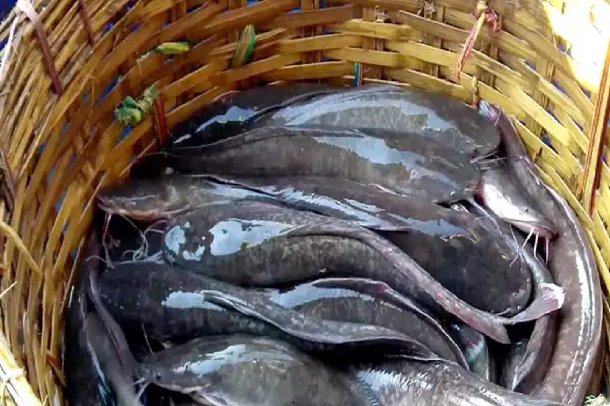 বাজারে গিজগিজ করে...'ফ্রি'তে দিলেও নেবেন না এই তিন মাছ, সাংঘাতিক অসুখ বাসা বাঁধবে শরীরে