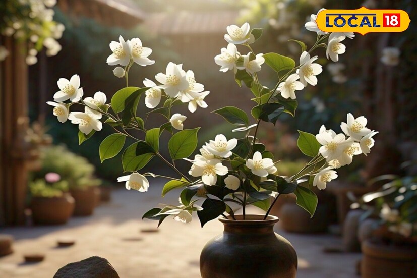 *জুঁই ফুল সুন্দর ও সুগন্ধিযুক্ত। মোগরা বা জুঁই ফুল সাদা রঙের। এই গাছে শীতকালে ফুল ধরে না, অনেকক্ষেত্রে মারা যায়। তবে গ্রীষ্মে ফুল ফুটতে শুরু করে। আপনি যদি গ্রীষ্মে আরও বেশি ফুল ফোটাতে চান, তবে আপনাকে এপ্রিল মাসে কিছু প্রয়োজনীয় কাজ করতে হবে।