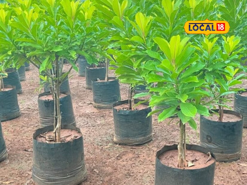 *বাড়ির গাছপালা হোক বা নার্সারির গাছপালা, সঠিক উপায়ে যত্ন নিলে সেগুলি সতেজ থাকে। গ্রীষ্মে গাছপালা যত্ন শুধুমাত্র জল দিয়ে হয় না। গাছপালা সামগ্রিক স্বাস্থ্য যত্ন নিতে হয়। কীভাবে করবেন এই পরিচর্যা? কৃষি বিশেষজ্ঞ যুবরাজ জাঙ্গলে একটি পদ্ধতি জানিয়েছেন, যাতে চরম গরমেও গাছ থাকবে একেবারে সতেজ। 