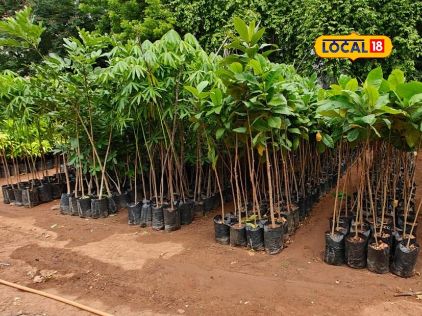 *শুধু গাছে জল দিলেই হবে না, তাদের সঠিক পুষ্টি দিতে হবে। গরমে জৈব সার ব্যবহার গাছকে ভালভাবে বেড়ে উঠতে সাহায্য করে এবং তাদের রোগ প্রতিরোধ ক্ষমতা বাড়ায়। ১৫ দিন অন্তর গাছে কম্পোস্ট সার, কেঁচো সার বা অন্যান্য প্রাকৃতিক সার প্রয়োগ করলে সেগুলো শক্ত হবে। এ ছাড়া টবে থাকা গাছে প্রয়োজন অনুযায়ী নতুন মাটি দিতে হয়। 