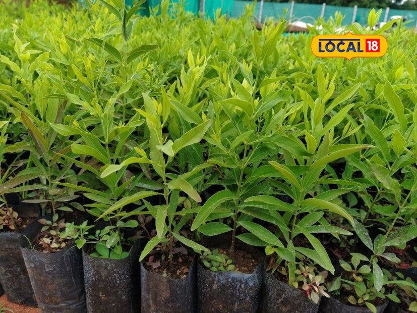 *গাছপালার যত্ন নেওয়া মানে প্রকৃতির সঙ্গে আমাদের সম্পর্ককে আরও দৃঢ় করা। যদি গ্রীষ্মে গাছগুলির ভাল যত্ন নেওয়া হয় তবে তারা দীর্ঘ সময়ের জন্য তাজা এবং জীবিত থাকবে। 