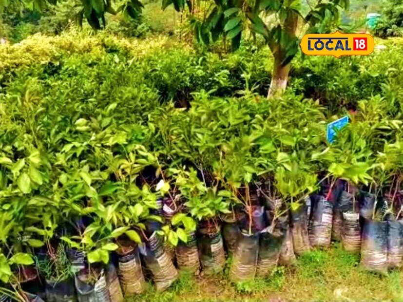 *গাছপালা আমাদের অক্সিজেন দেয়, ছায়া দেয় এবং পরিবেশগত ভারসাম্য বজায় রাখে। তাই গাছপালার সঙ্গে বন্ধুত্ব করুন এবং তাদের পরিচর্যাকে আপনার দৈনন্দিন রুটিনের অংশ করে নিন।