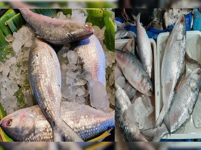 তবে সকাল থেকেই বাজারে ইলিশ কিনতে পারছেন ক্রেতারা। দাম রয়েছে কেজি প্রতি ৮০০ টাকা থেকে ১০০০ টাকার মধ্যে‌। এই দামেই ইলিশ পাওয়া যাচ্ছে। তবে এই ইলিশের স্বাদ খুব একটা ভাল নাও হতে পারে বলে জানিয়েছেন বিক্রেতারা।
