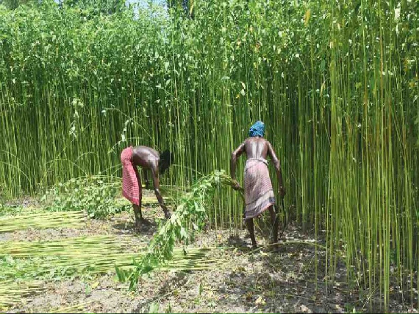 পাট শাকে উপস্থিত পটাশিয়াম রক্তচাপ নিয়ন্ত্রণে সাহায্য করে।