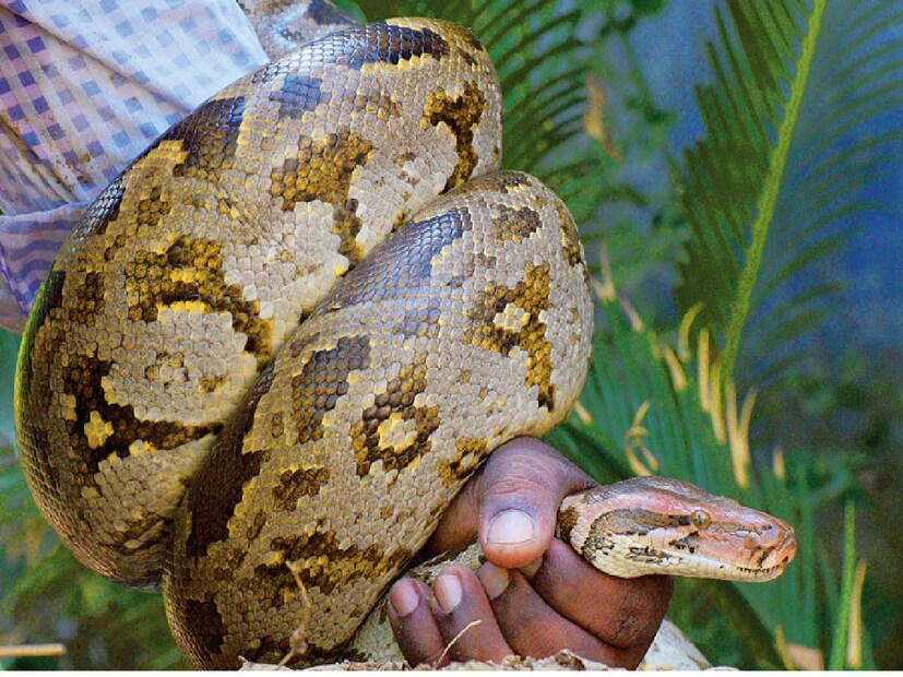 বাঁকুড়া জেলায় রয়েছে প্রাকৃতিক বৈচিত্র্য। রুক্ষ সুক্ষ লালমাটির জেলা হলে কি হবে? বাঁকুড়া জেলার জঙ্গলে রয়েছে বহু ক্ষুদ্র এবং মাঝারি বন্যপ্রাণী। বাঁকুড়ায় পাওয়া যায় বিভিন্ন প্রজাতির বিষধর এবং নির্বিষ সাপ। রয়েছে অতিকায় ময়ালও। প্রতি দুই থেকে তিন মাস অন্তর অন্তর বাঁকুড়া জেলার বিভিন্ন জায়গা থেকে উদ্ধার হতে দেখা যায় অতিকায় ময়াল সাপ। এই ঘটনাও তার জ্বলন্ত উদাহরণ। Input- Neelanjan Banerjee