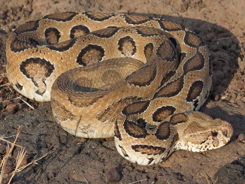 মূলত একটু গরম পড়লে ময়াল সাপ বেড়িয়ে আসার সম্ভাবনা থাকে। বাঁকুড়ার পাথুরে খাতড়া ময়াল সাপের জন্য এক উপযুক্ত বাসভূমি। মাটির এবং শুকনো পাতার রঙের সঙ্গে একেবারে ক্যামোফ্লাজ হয়ে মিশে থাকে এই সাপ। শিকার করে একবার খেলে সাত দিন কিছু খেতে হয় না। ময়াল সাপ চোখে পড়ে বাঁকুড়ার এই ব্লকে। তবে সাম্প্রতিককালে এত বড় ময়াল সাপ উদ্ধার হয়েছে বলে মনে করতে পারছেন না স্থানীয় বাসিন্দারা। বন দফতর সূত্রে জানা গেছে সাপটি সুস্থ রয়েছে।