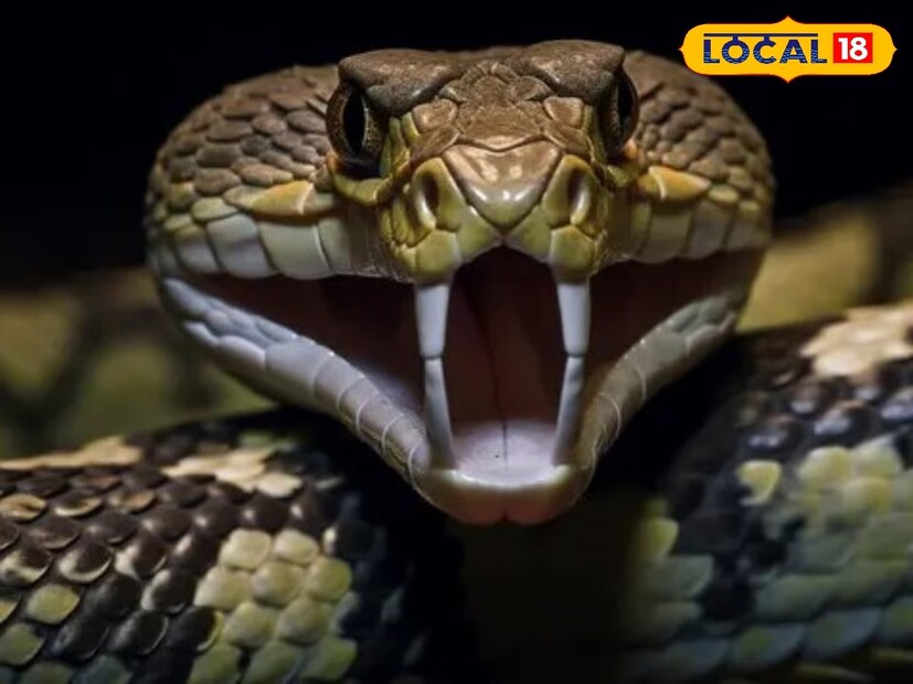 বাঁকুড়া: গরমকাল পড়েছে। মানুষ আম খাবে, আম বাগান যাবে এটাই স্বাভাবিক। তবে আম বাগানে গিয়ে যদি চোখে পড়ে এক মস্ত দানবকে তাহলে হয়ত ভয় বুকটা খালি হয়ে যাবে। সকাল সকাল বাঁকুড়াতে ঘটেছে এমনই এক ঘটনা। যে ঘটনার কারণে বাঁকুড়ায় ছড়িয়েছে চাঞ্চল্য। আমবাগানের পাশে ধরা পড়েছে একটি বিরাট, মোটা সোটা ময়াল সাপ। আর তাকে ধরতেই যত হুড়োহুড়ি।