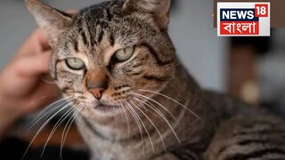 বিড়ালের কামড়ে মৃত ৭ বছরের শিশু! কামড়ানোর পর এই একটি কাজ না করায় বাঁচল না ছোট্ট প্রাণ...কুকুর, বিড়াল কামড়ালে কখনও এই ভুল করবেন না, এখনই জানুন