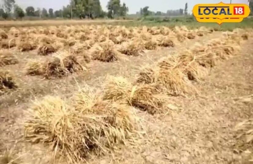 ডঃ আই কে কুশওয়াহা বলেন যে আমাদের পূর্বপুরুষরাও গম সংরক্ষণ করতেন, কিন্তু আজকের সময়ে গম সংরক্ষণের পদ্ধতি বদলে গেছে।