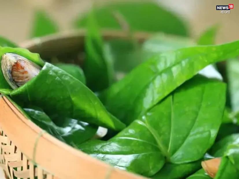 ৬০% লাল মাটি, ২০% বালি বা নারকেলের ছোবড়া (কোকো পিট), ২০% পশুর সার মিশ্রিত মাটিতে পানপাতা খুব ভালভাবে বেড়ে ওঠে। সারের পরিবর্তে সবজির বর্জ্য বা কেঁচো সার (ভার্মি কম্পোস্ট) ব্যবহার করা যেতে পারে।
