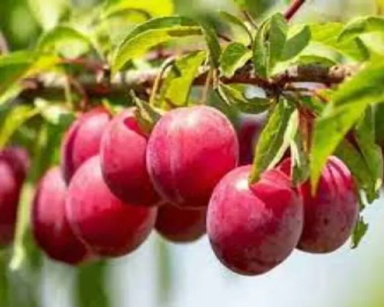 রায়বেরেলি জেলার সরকারি আয়ুষ হাসপাতাল শিবগড়ের মেডিক্যাল অফিসার ইন-চার্জ ডঃ স্মিতা শ্রীবাস্তব, যাঁর আয়ুষ চিকিৎসা ক্ষেত্রে দশ বছরের অভিজ্ঞতা রয়েছে, তিনি Local18-কে বলেন, “আলুবোখারা একটি ছোট, লাল রঙের গোলাকার ফল। এতে এমন অনেক পুষ্টি উপাদান রয়েছে যা আমাদের স্বাস্থ্যের পক্ষে উপকারী।”