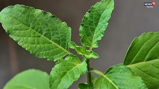Tulsi
