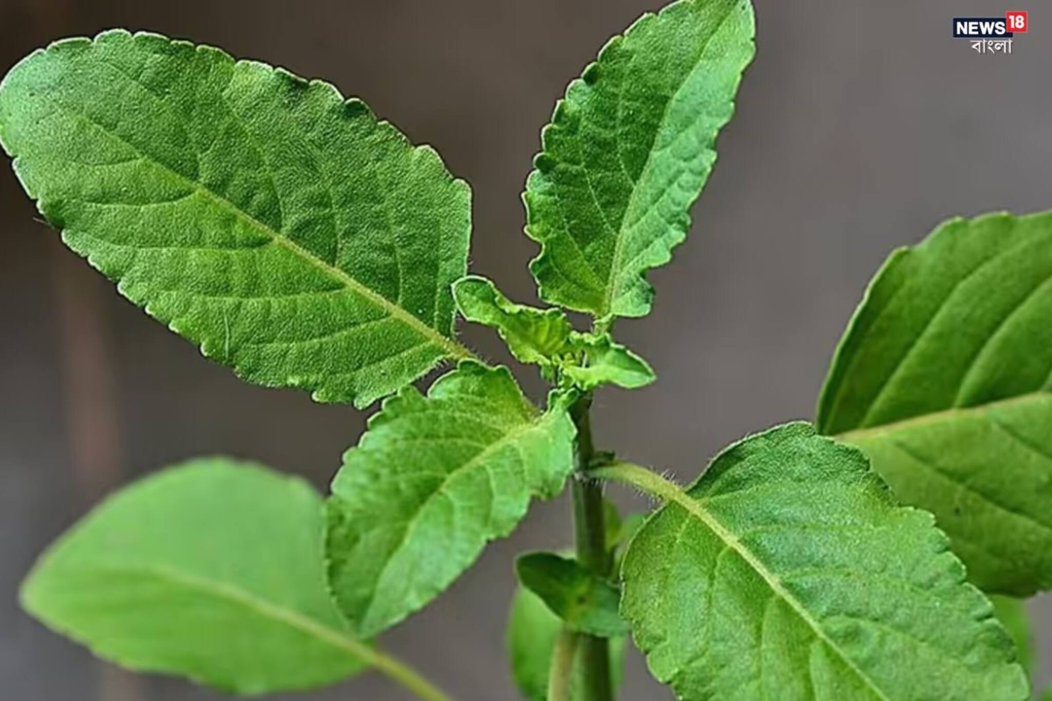 চৈত্র পূর্ণিমায় তুলসী নিয়ে এই ৫ ভুল করবেন না, আর্থিক অনটনে জীবন জেরবার হবে