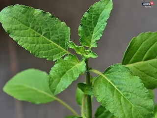 Tulsi