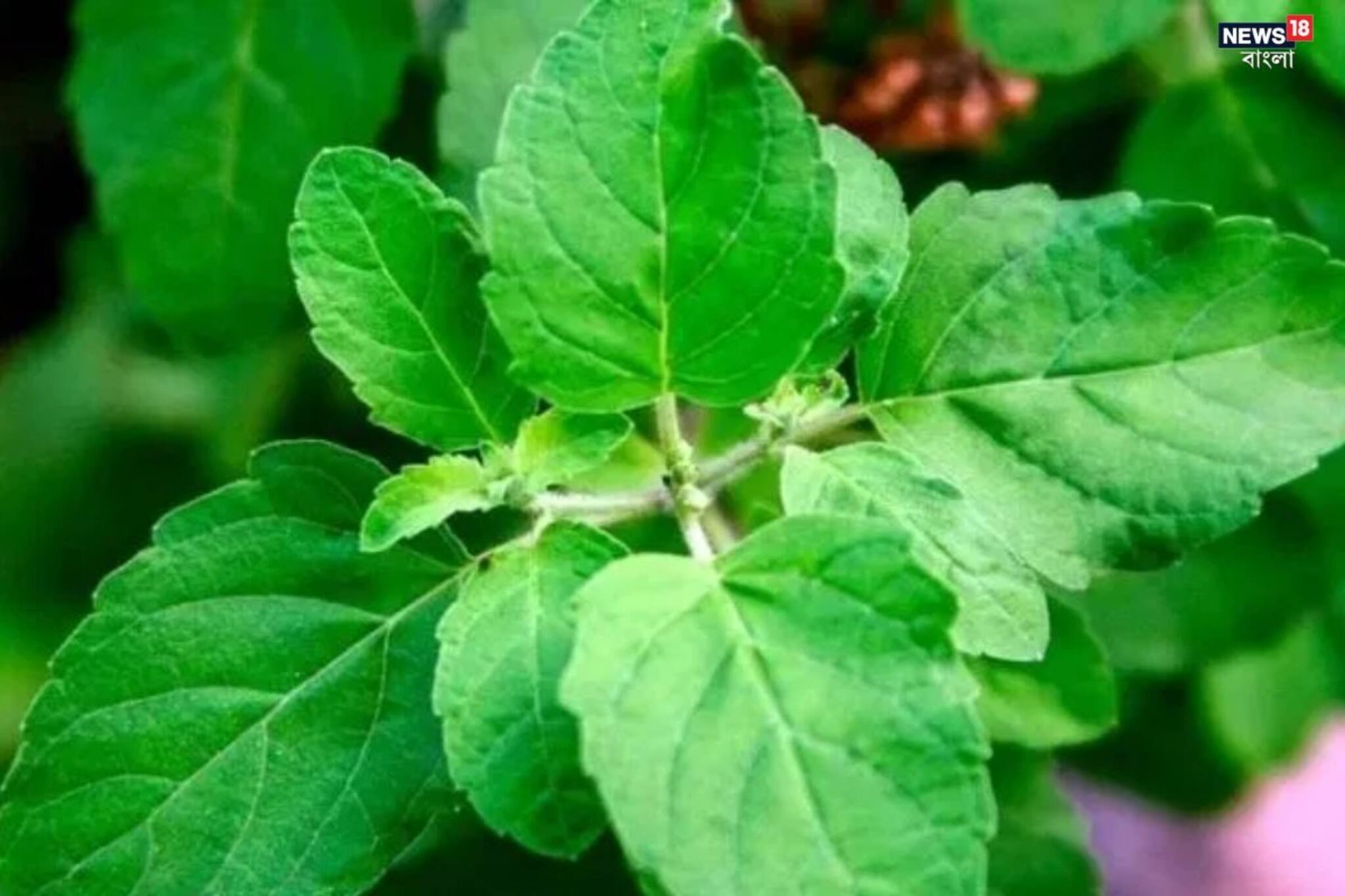 রোজ খালিপেটে চিবান ৩-৪টে এই পাতা, ডায়াবেটিস,সর্দি-কাশি, শ্বাসকষ্ট কমবে,পালাবে মুখের গন্ধ