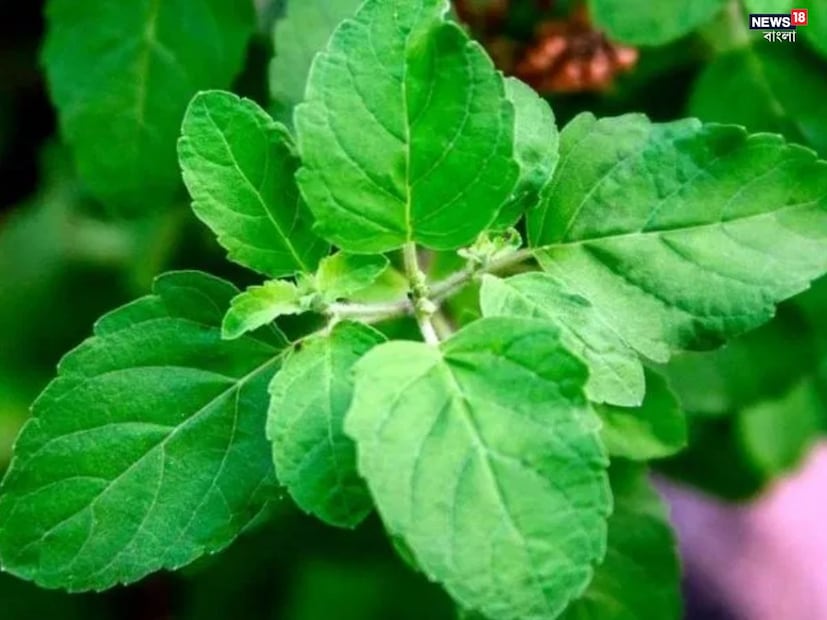 গাছের চারপাশে পরিষ্কার-পরিচ্ছন্নতা বজায় রাখা গুরুত্বপূর্ণ। তুলসী গাছের কাছে কোনও ময়লা বা আবর্জনা থাকা উচিত নয়। প্রতিদিন কিছু মাটি অপসারণ করা এবং গাছের শিকড়কে বাতাস চলাচলের ব্যবস্থা রাখা স্বাস্থ্যের জন্য উপকারী।