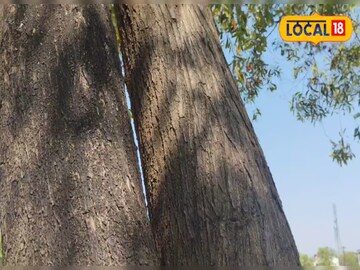 লোহাও ক্ষয়ে যাবে... কিন্তু এই গাছের কাঠের কোনও ক্ষয় নেই